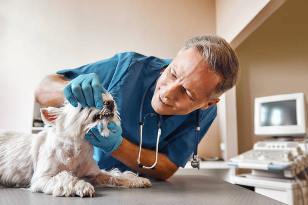 Best Emergency Root Canal Treatment in Johnsburg, IL